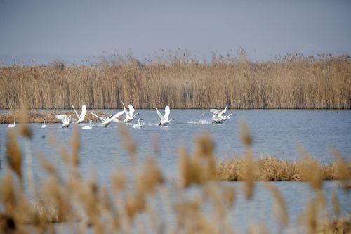 衡水湖介绍_衡水湖介绍简短