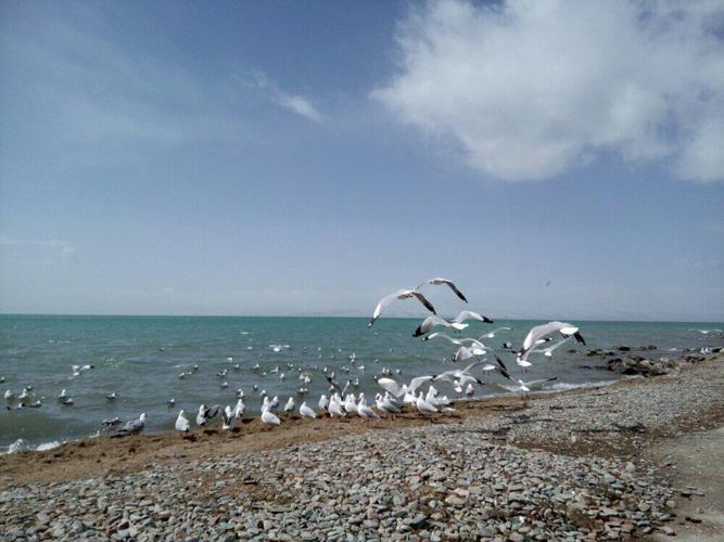 青海湖鸟岛自然保护区_青海湖鸟岛自然保护区是为了保护什么